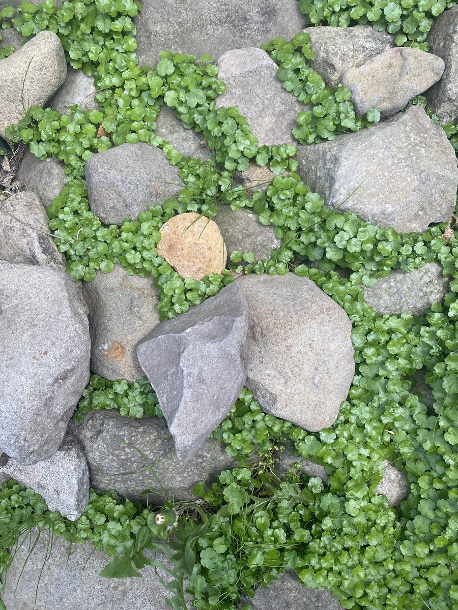 mutsuu2645's tweet photo. Nature's perfect arrangement. https://t.co/IUCK2h8hB4