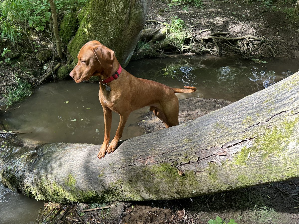 _JDeacon's tweet photo. @kb0487 Rudy, my 30kg ginger ninja 🧡
Although he’s tiny compared to your fur-baby https://t.co/Ra5YuEizpn
