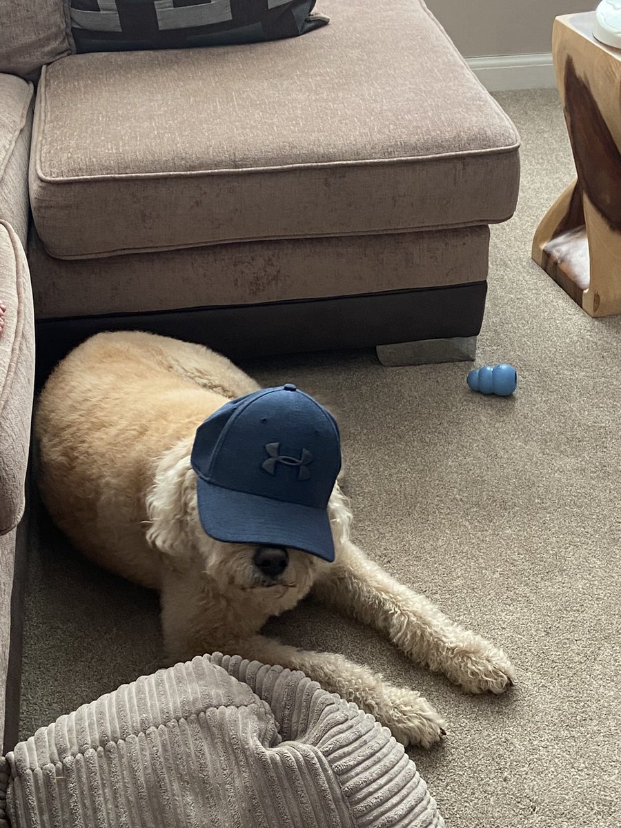 No1234Mrs's tweet photo. @stephenhilton23 Not any sort of doodle 🤣 
Ps she doesn’t wear the hat all the time just when my son sticks it on her head https://t.co/857zakwTGb