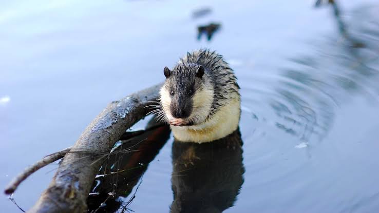 Voting is now open in #AusMammalOfTheYear 2023, and this year there's an #UrbanWildlife category! I'm on #TeamWaterRat (#Rakali) - a semi-aquatic rodent that builds burrows in river banks, including the Yarra Birrarung in Melbourne!
📷 by David Judge
cosmosmagazine.com/nature/amoty/v…