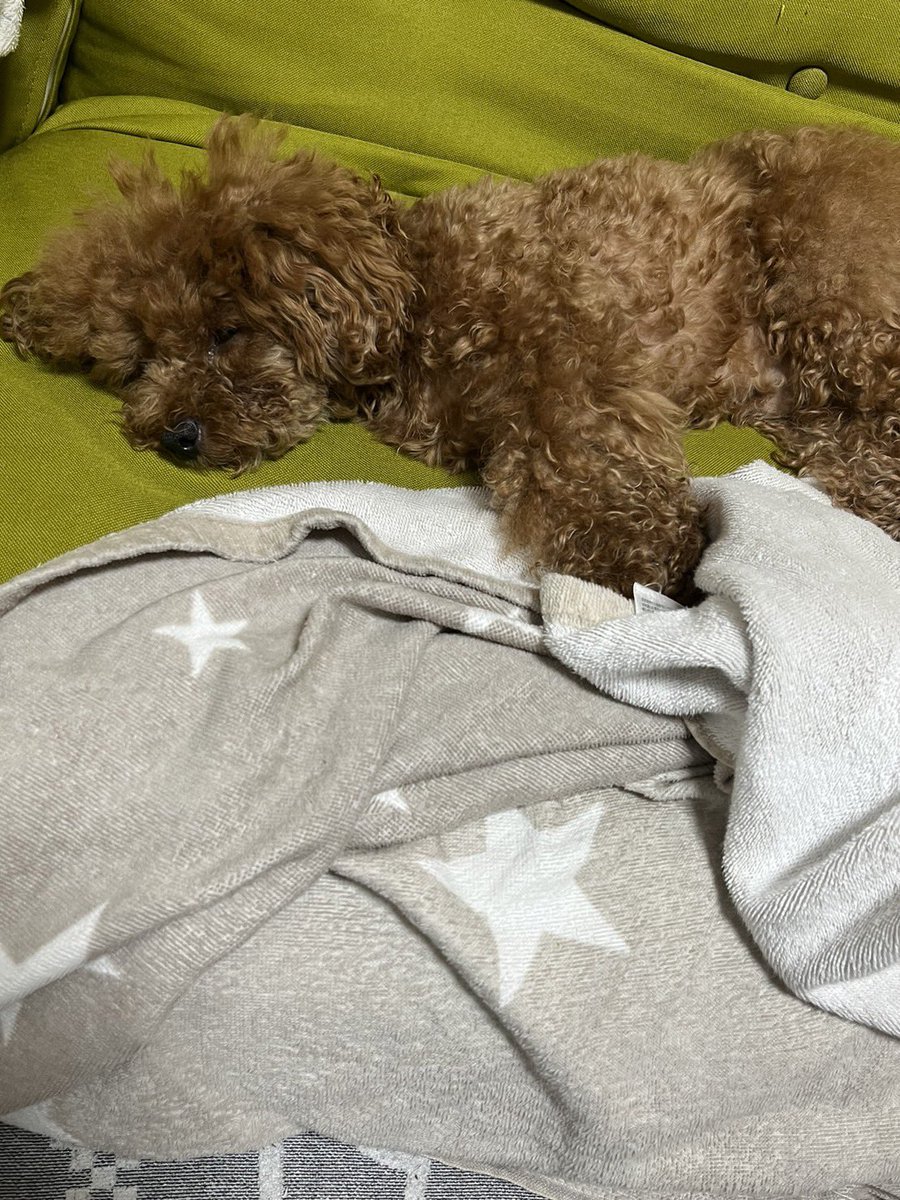 ryuai4812's tweet photo. 寝顔も可愛い😍おやすみ💤
#マルプープー
#まるぷー https://t.co/brWSCUsMdM