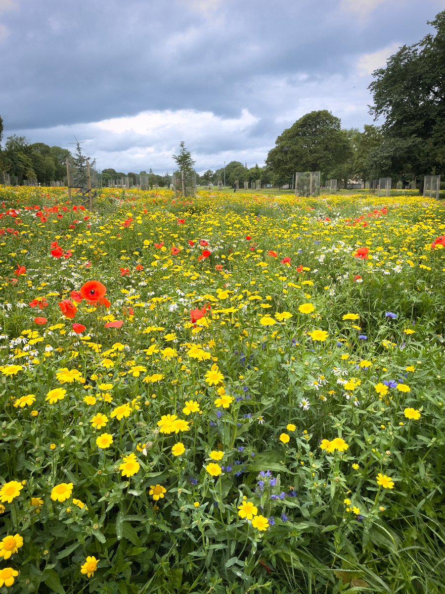 At our end of Leith Links @Edinburgh_CC have stopped cutting the grass and this is the brilliant result. More of this!