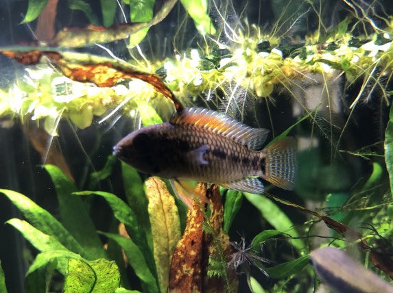 不思議なことにブリードでは色は発現しても、キタナキレイは出てこない。ワイルドならではの、美しさなんか？🤣
AP.sp.フィールフレック

aquarium.blogmura.com/apistogramma/r…

#毎日アピスト #キンメの毎日　#アピスト
#水草 #熱帯魚