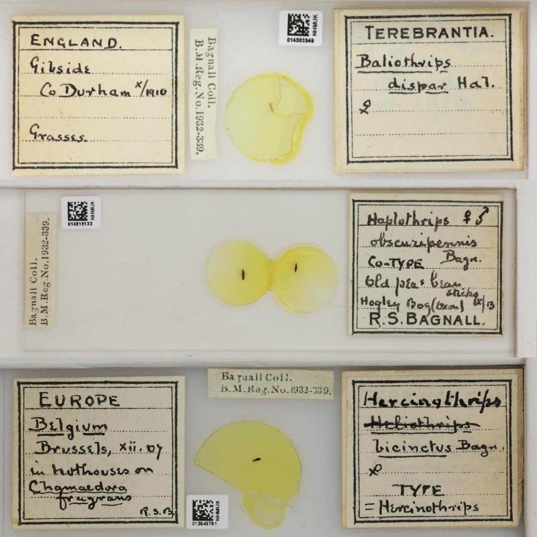 NHM_Digitise's tweet image. The entomologist Richard Siddoway Bagnall was born #OnThisDay in 1884 
Our digitiser, Louise became interested in Bagnall while taking pictures of his Thrips or Thysanoptera slides – he has very distinctive handwriting so his labels are easy to pick out.