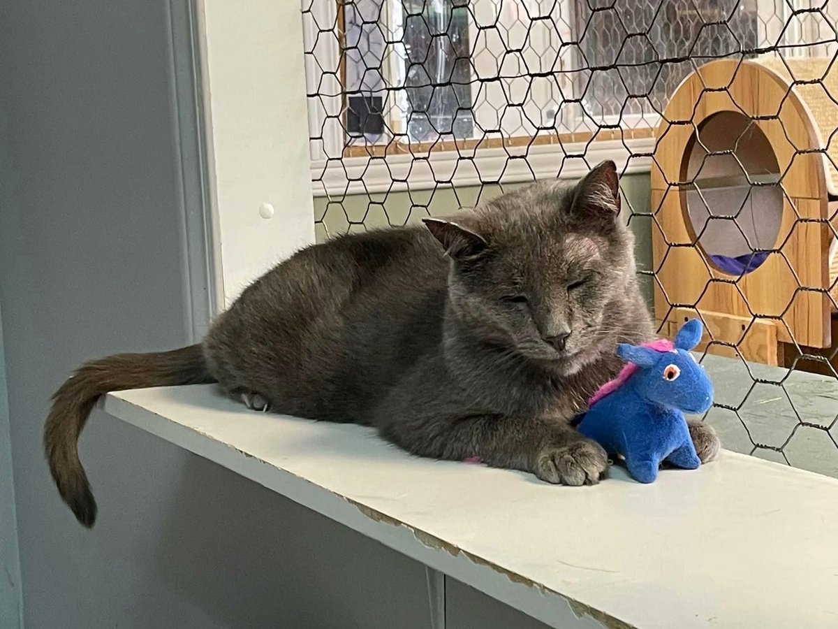 Surely somebody wants to take Rudolph and his unicorn plushy home? 🥹
He’s been at the shelter for nearly 4 years! 🐈‍⬛