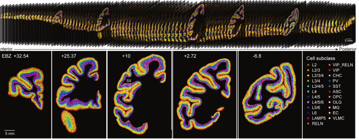 A spatially resolved single-cell transcriptome atlas of macaque cortex by @ST_Omics in @CellPressNews cell.com/cell/fulltext/…