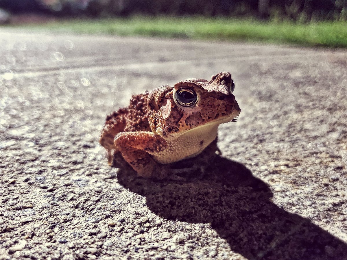 BloodOfTheNinja's tweet photo. Hope you have a hoppy day https://t.co/A8vop4MXdG