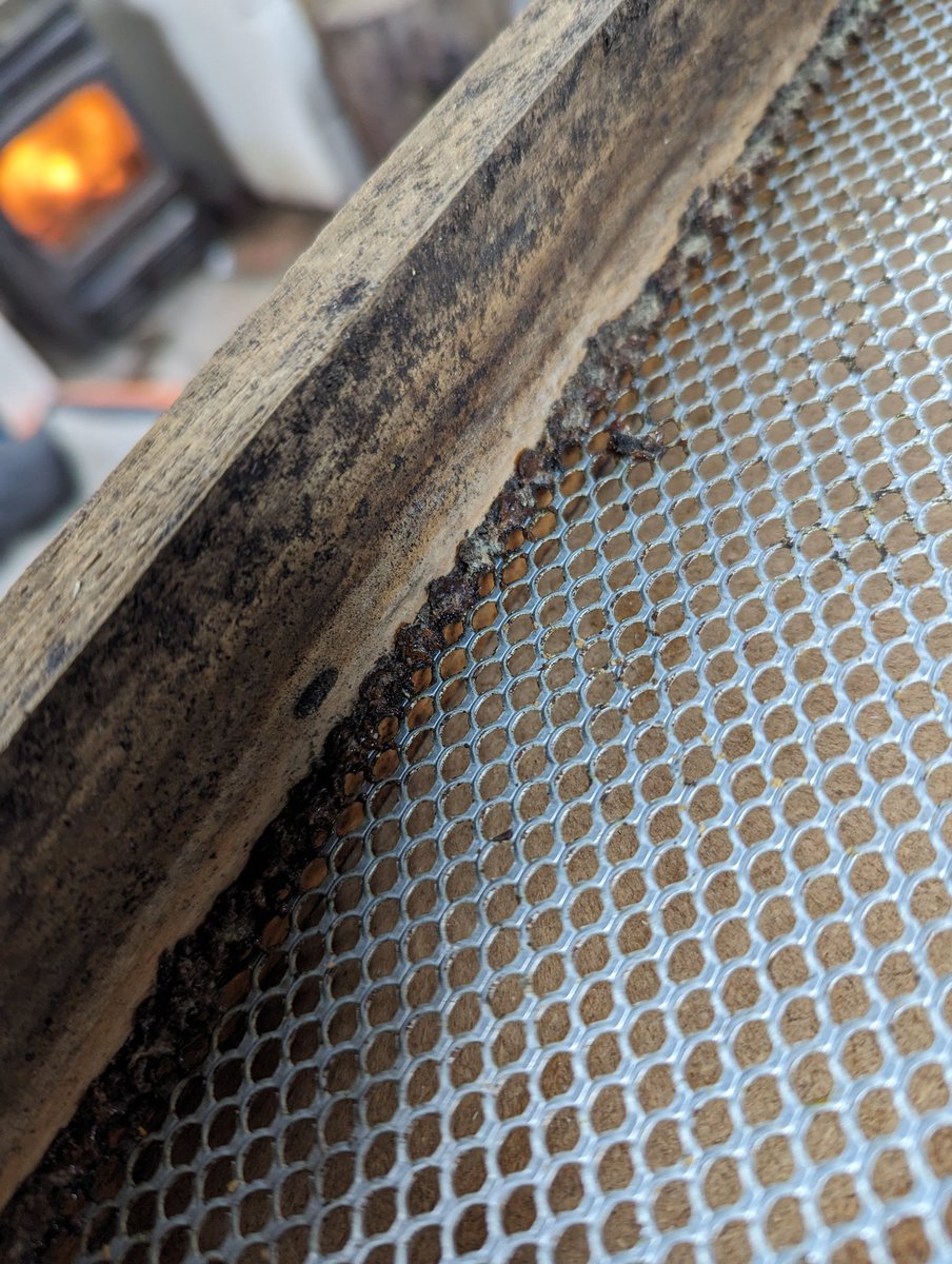 Interesting how the bees have decided to propolis around the edge of the floor mesh but not the mesh itself.   Was the loose fit allowing access to bugs?   🤷‍♂️