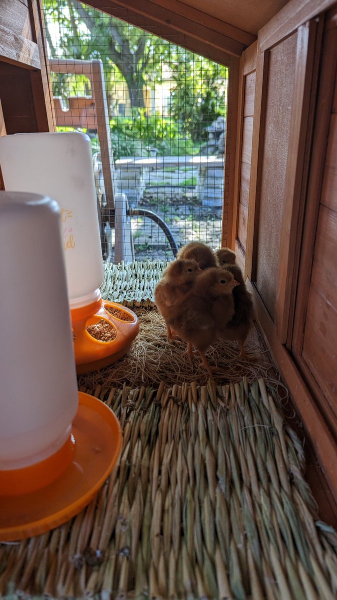FieldHoodGaming's tweet photo. My Pets. 1 Cat, 6 Chickens, 1 Box Turtle https://t.co/u8gmgj37fK