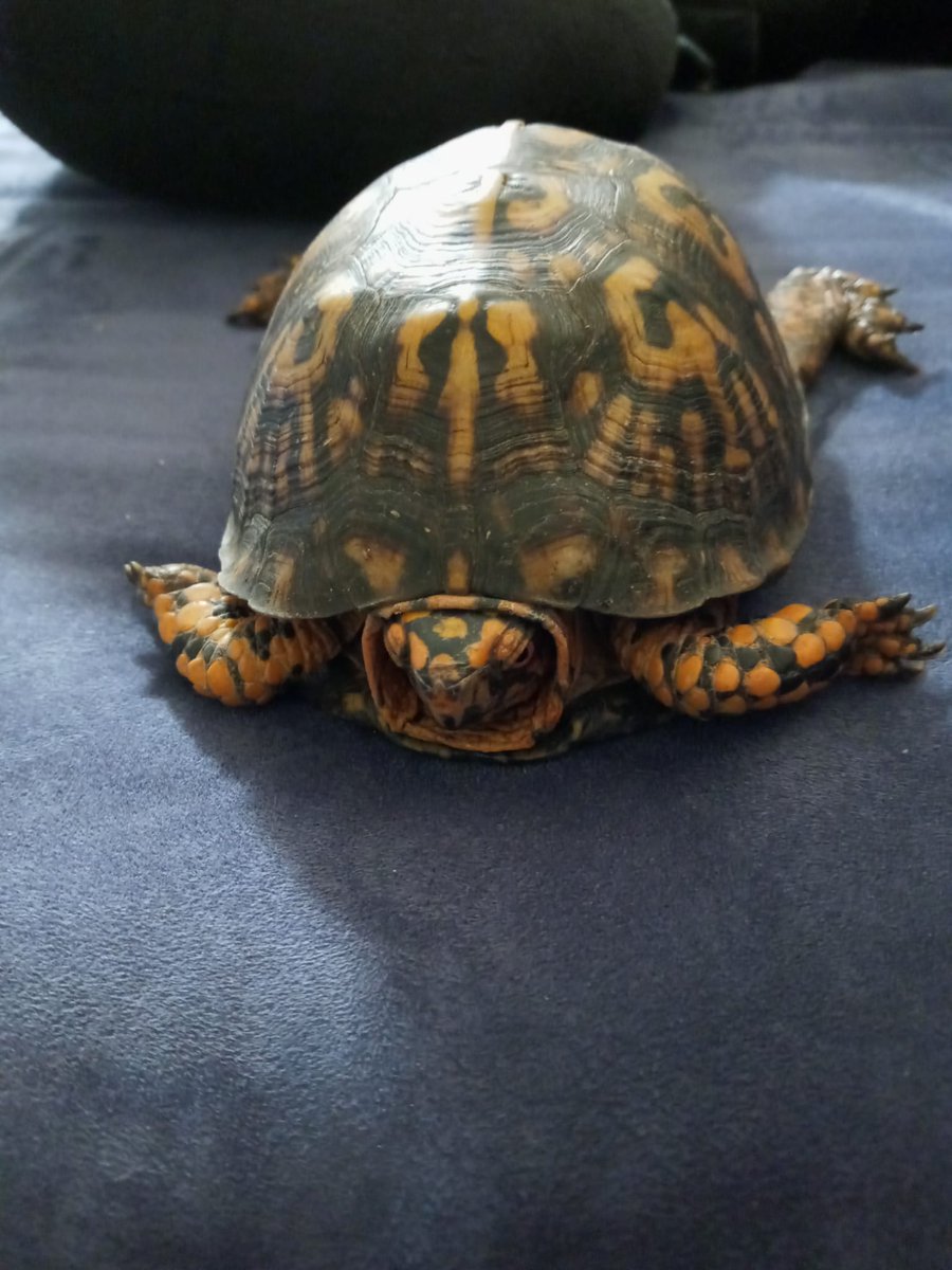 FieldHoodGaming's tweet photo. My Pets. 1 Cat, 6 Chickens, 1 Box Turtle https://t.co/u8gmgj37fK