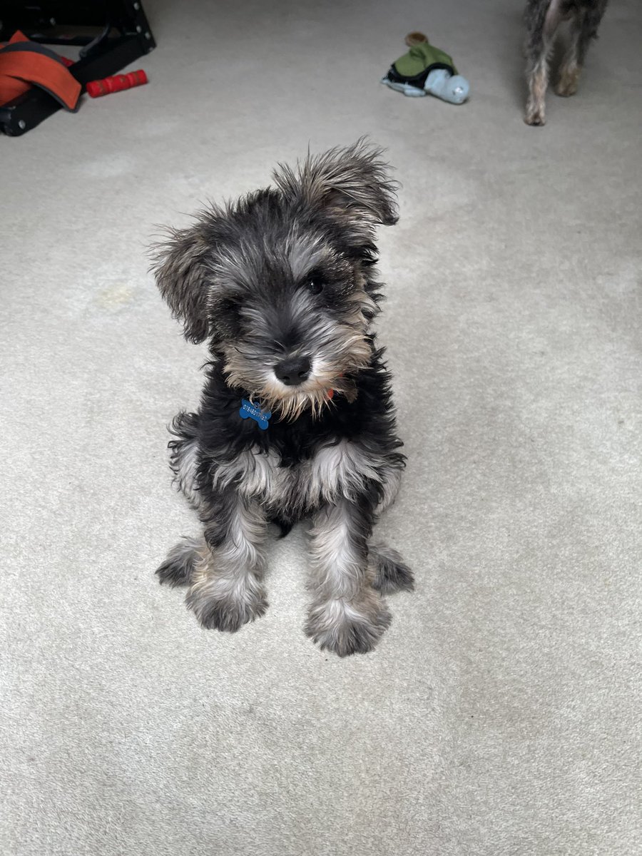 Inquiring whether there are any schnacks 🧡🐾 Haf already knows the sound of the fridge opening 😂