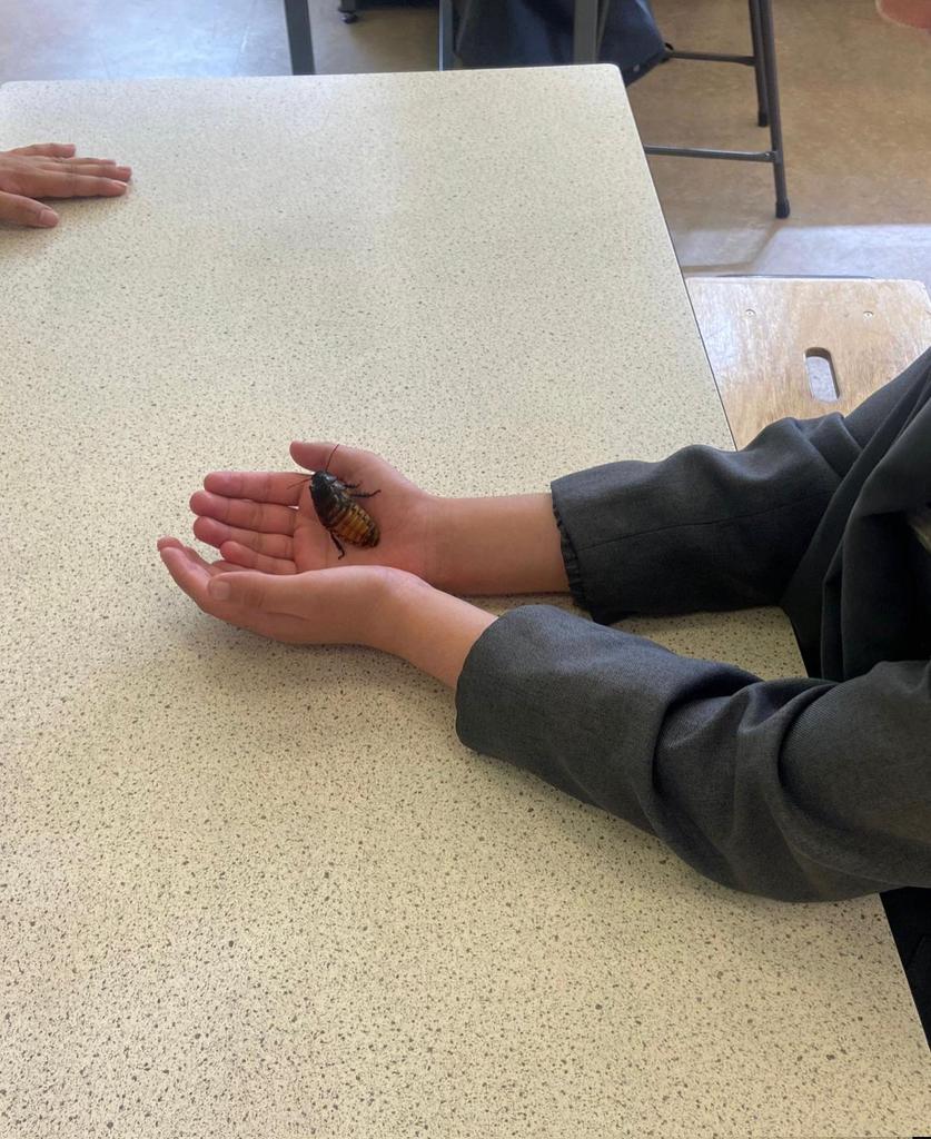 FevershamA's tweet photo. Itβs Mad Science Week at Feversham! We kicked off the fun with a visit from @zoolab where students got to get up close & personal with some creepy crawlies, snakes and frogs! Even Ms Muneer got to meet Noodle the π #MadScienceWeek #Nature #TeamFeversham https://t.co/Vj1NbDJd7Y
