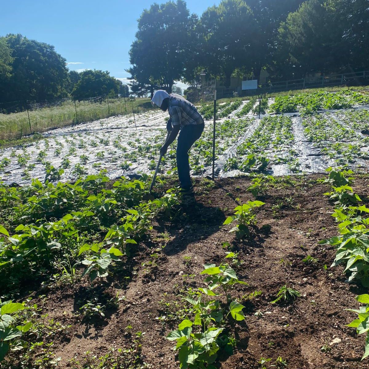 afrithrive's tweet photo. If you've ever wanted to cultivate your own garden and develop a green thumb, look no further than AfriThrive Cultural Farm in Poolesville! We're the perfect destination to embark on your gardening journey.  Volunteer opportunities this summer to sign up https://t.co/ZJ48FzDjBz https://t.co/06YolnbGsL