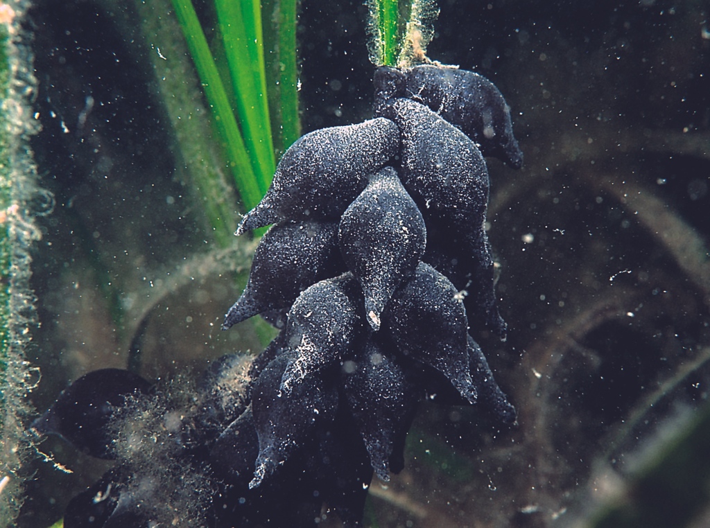 cuttle_cons's tweet photo. Seen any cuttlefish eggs whilst diving/snorkelling?
Please report any cuttlefish egg sightings to #ProjectSepia! This #CitSci project explores habitat use, behaviour, and distribution changes of cuttlefish.
Report them here: https://t.co/asc441J3a6
📸@paulnaylormarinephoto https://t.co/L4rlMLYUy5