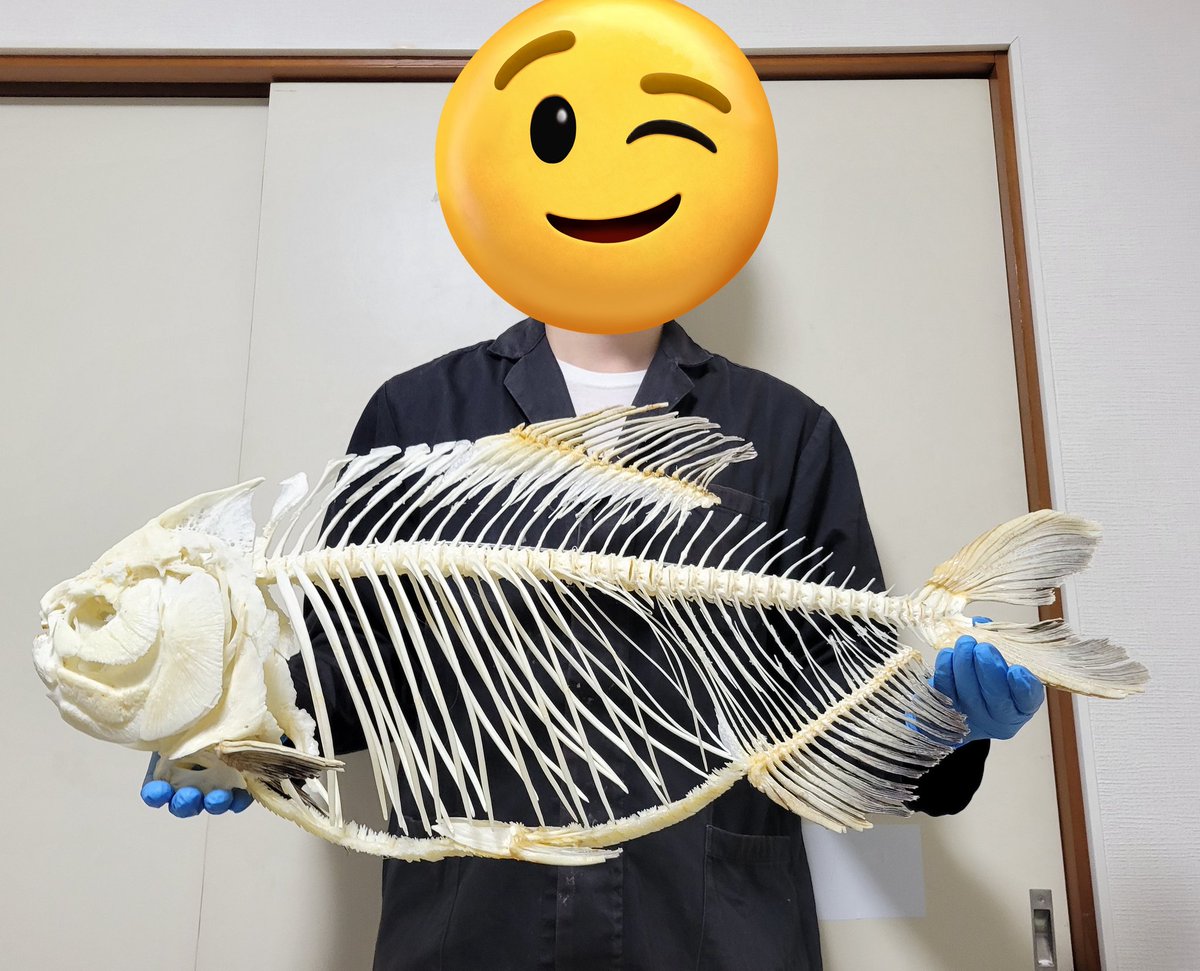 鯎朱 (@uguisu64) / Posts / X