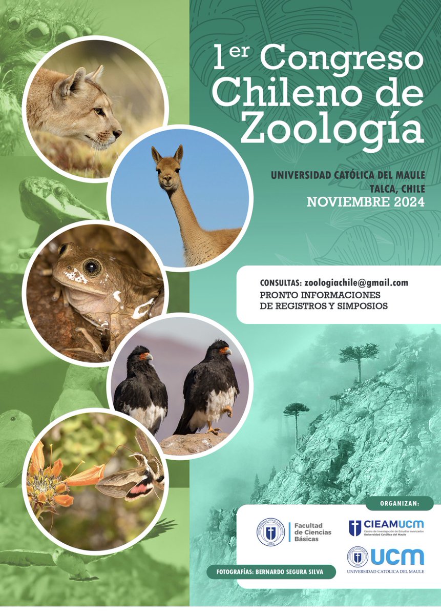 HugoBenitezd's tweet photo. Después de años anunciamos oficialmente que se realizará el primer congreso de Zoología de Chile, buscando unir a todas y todos los naturalistas repartidos por el país y fuera de el, pronto novedades de la pagina web, registros y recepcion de Simposios, Reserva Noviembre 2024 https://t.co/qcKtugtYPj
