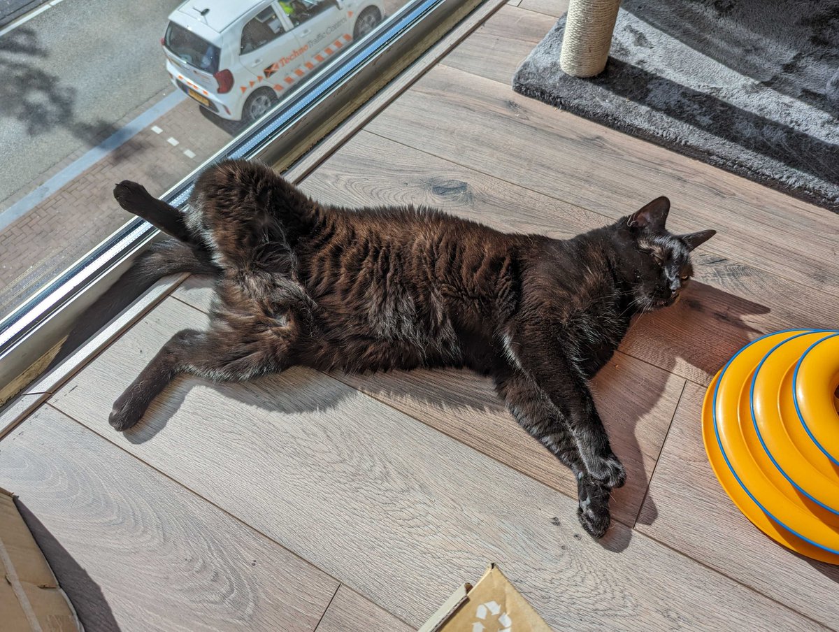 LifeAtGuerrilla's tweet photo. According to Onyx, Friday vibes call for sun naps and stretches.
#PetsofGuerrilla https://t.co/bX1cBII3Io