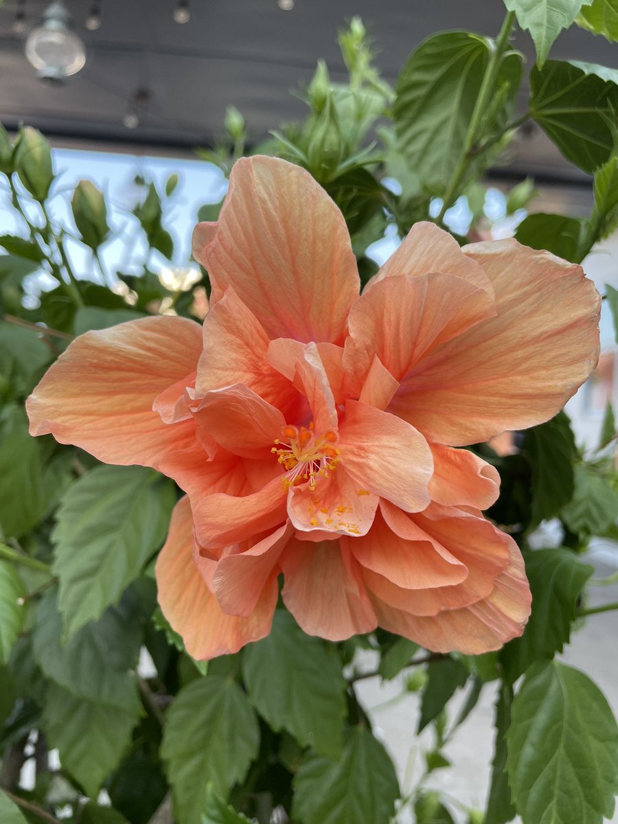 NC Local Govt Budget tweet media