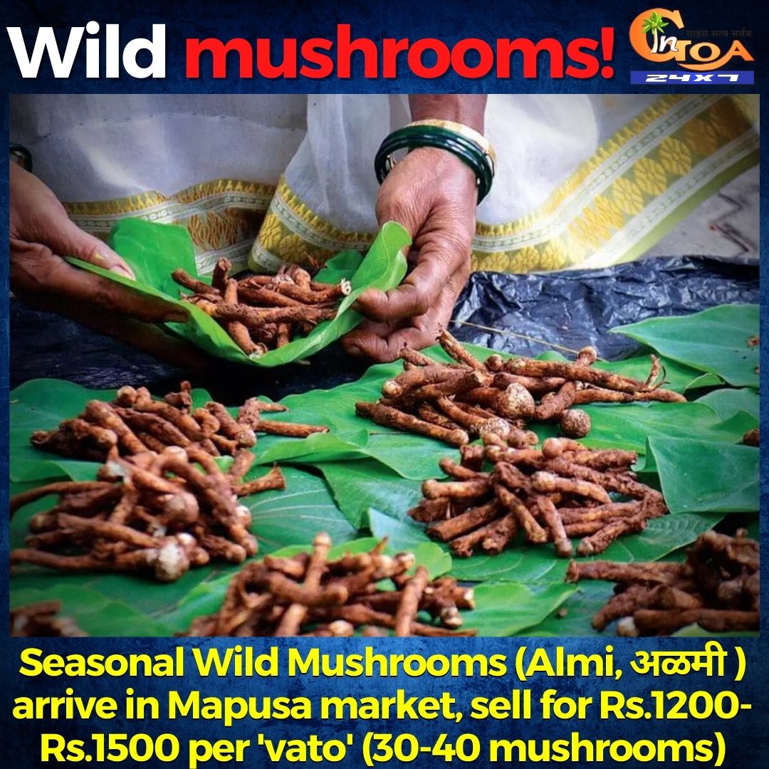 InGoa24x7's tweet photo. Almi xacuti, Almi patol tonak, almi chilly fry or almi sukhi bhaji; Which one is your favorite? 🤤🤤🤤
#wildmushroom #Almi #olmi #Goa #GoanDelicacy #Food https://t.co/FwCn2Rl94u