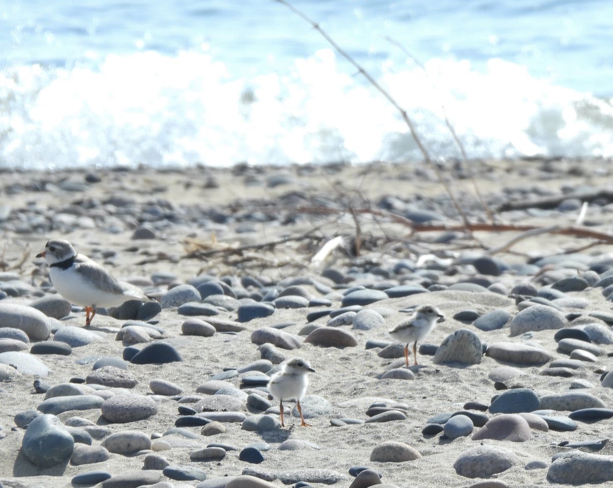MichiganAudubon's tweet photo. The Piping Plover chicks at @WPBO are now two weeks old. All four chicks are still going strong and are looking bigger by the day! ~ Joselyn Ralph, Piping Plover Monitor
📸 Polly Sheppard
#PipingPlover #Plover #ShareTheShore #WhitefishPoint #WPBO #MichiganAudubon #USFWS https://t.co/INIb4PTtuI