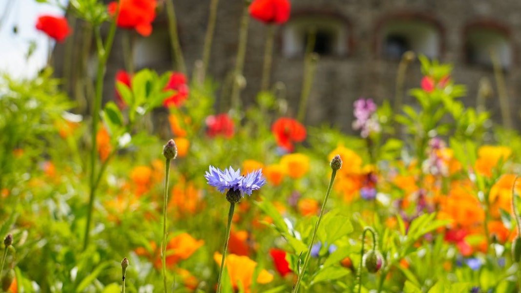 Blooms return to the Tower Moat this Summer 🌸

We’ve teamed up with <a href="/HRP_palaces/">Historic Royal Palaces</a> to bring you a 2-for-1 entry offer, but get in quick as the offer pauses from 22 July to 1 September.

Experience the <a href="/TowerOfLondon/">The Tower of London</a> Moat from a fresh perspective this summer, as this unique and