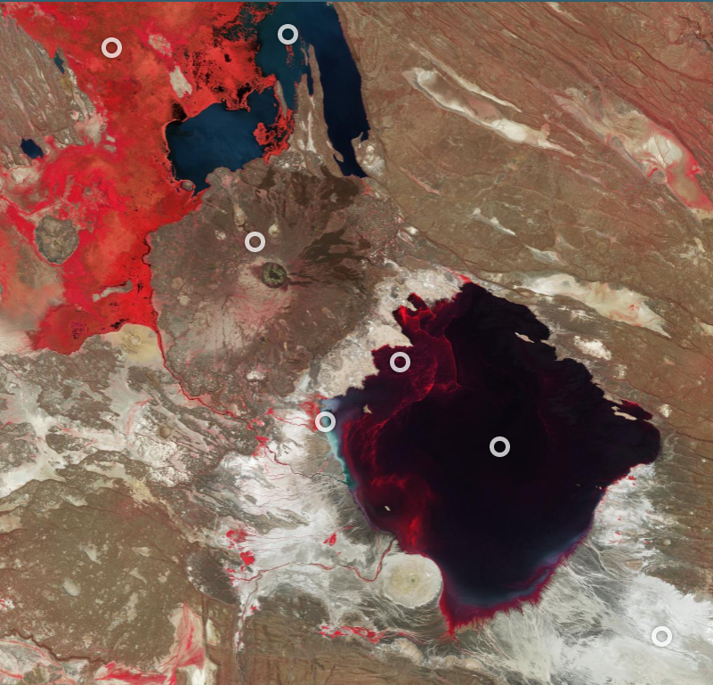 addisstandard's tweet image. Earth from Space: Ethiopian painting 
*Lake #Abbe and Lake #Afambo, which is visible at the top of the image, are part of a chain of six connected salt lakes, fed by the #Awash River – one of #Ethiopia’s biggest rivers.

esa.int/ESA_Multimedia… 

Visible as the large round dark