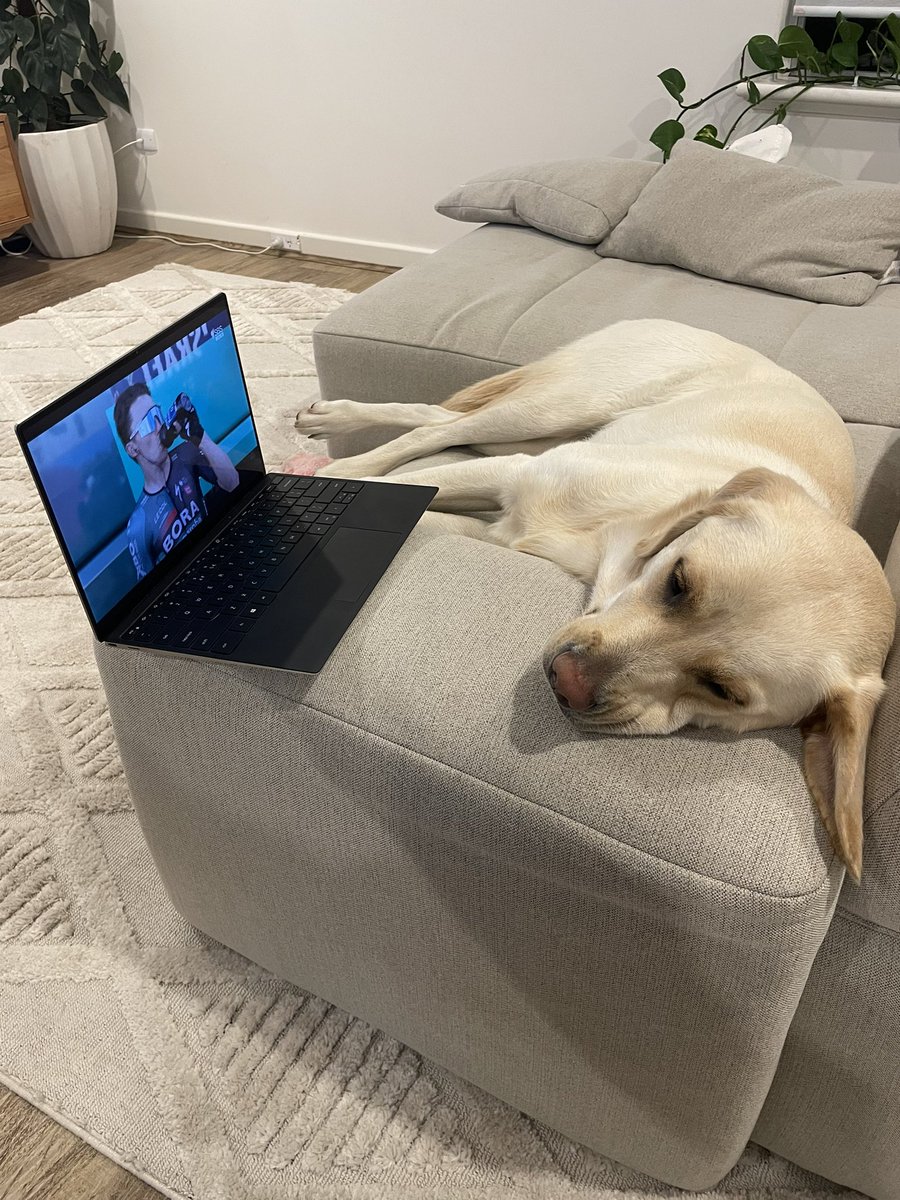 How’s that for a setup on the #CouchPeloton? Bobbi the #TourDog tuned into <a href="/SBSSportau/">SBS Sport</a> coverage of the #SBSTdF