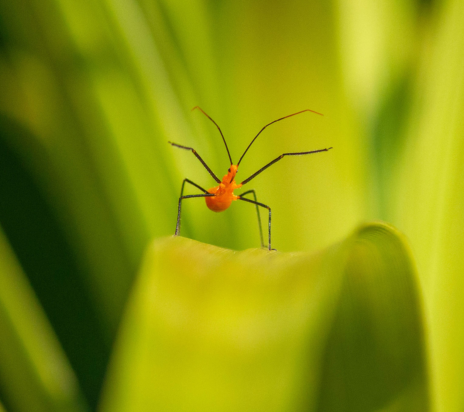 Wish Insect MTG's undeveloped fourth toe on Twitter: