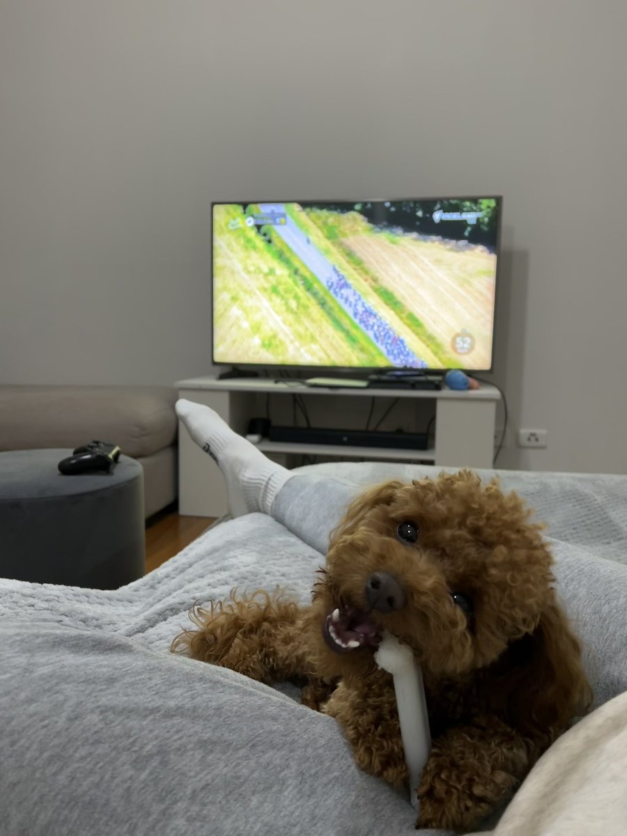 Fred loves the tour! #tourdog #sbstdf #couchpeleton #sbscycling