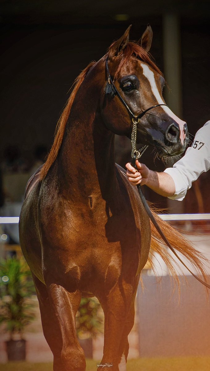 تفزّ لشوفتك عيني الثقيلة 🤍✨

_________________
#منيرة_السويحب 💎