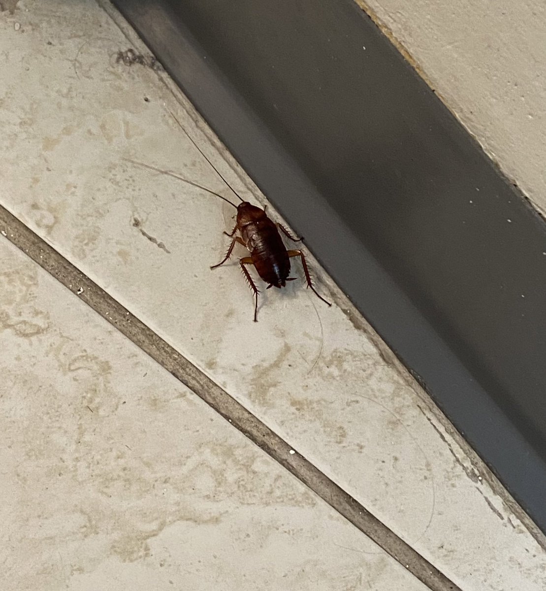 L’igiene degli americani: 

Avere scarafaggi che girano e dormire sereni.