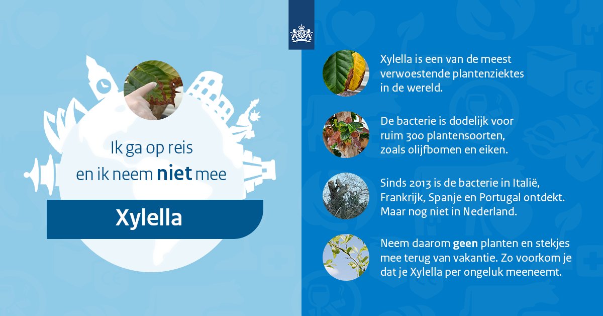 Een stekje uit dat idyllische dorpje in Spanje meenemen naar Nederland? Liever niet! Voor je het weet neem je ook Xyllella mee. Dat is een bacterie die heel schadelijk is voor veel plantensoorten. Meer info 👉 nvwa.nl/xylella