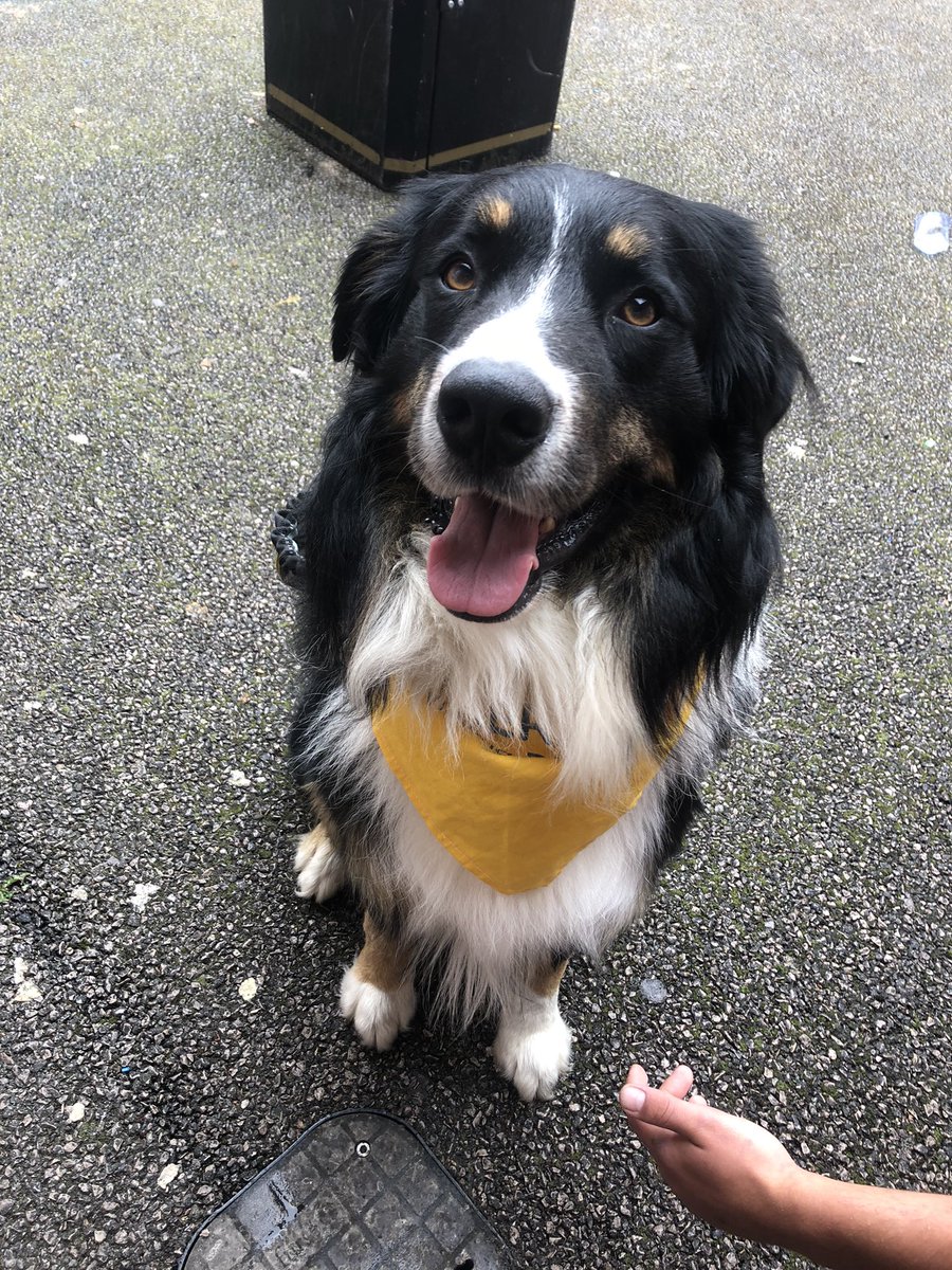 Kate Dolan (@katedolan15) on Twitter photo Meet Bruno, our <a href="/PetsAsTherapyUK/">Pets As Therapy</a> dog on PICU! It was his first day today and both service users and staff loved him! 🐶 <a href="/LYPFT_Improve/">LYPFT Improvement & Knowledge Service</a> <a href="/LeedsandYorkPFT/">Leeds & York Partnership NHS Foundation Trust</a> <a href="/lypftvolunteers/">Voluntary Services</a> Meet Bruno, our <a href="/PetsAsTherapyUK/">Pets As Therapy</a> dog on PICU! It was his first day today and both service users and staff loved him! 🐶 <a href="/LYPFT_Improve/">LYPFT Improvement & Knowledge Service</a> <a href="/LeedsandYorkPFT/">Leeds & York Partnership NHS Foundation Trust</a> <a href="/lypftvolunteers/">Voluntary Services</a>