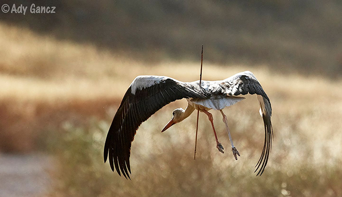BirdLife Israel (@birdlifeisrael) on Twitter photo The word is OUT! After <a href="/yoavperlman/">Yoav Perlman</a>'s <a href="/GlobalBirdfair/">Global Birdfair</a> presentation this morning, we can now reveal the subject of our #COTF24 campaign - Saving White Storks and other migrants in Tanzania! Nature Tanzania have asked us to fund a suite of projects on the ground... 1/3 👇 The word is OUT! After <a href="/yoavperlman/">Yoav Perlman</a>'s <a href="/GlobalBirdfair/">Global Birdfair</a> presentation this morning, we can now reveal the subject of our #COTF24 campaign - Saving White Storks and other migrants in Tanzania! Nature Tanzania have asked us to fund a suite of projects on the ground... 1/3 👇
