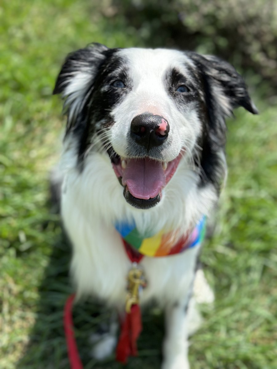 sitmeanssitctny's tweet image. Congratulations to Dallas on your graduation!! Not only is this dog gorgeous and hella smart, but he is also deaf! Keep up the great work Dallas #dogtraininggoals #modelmaterial