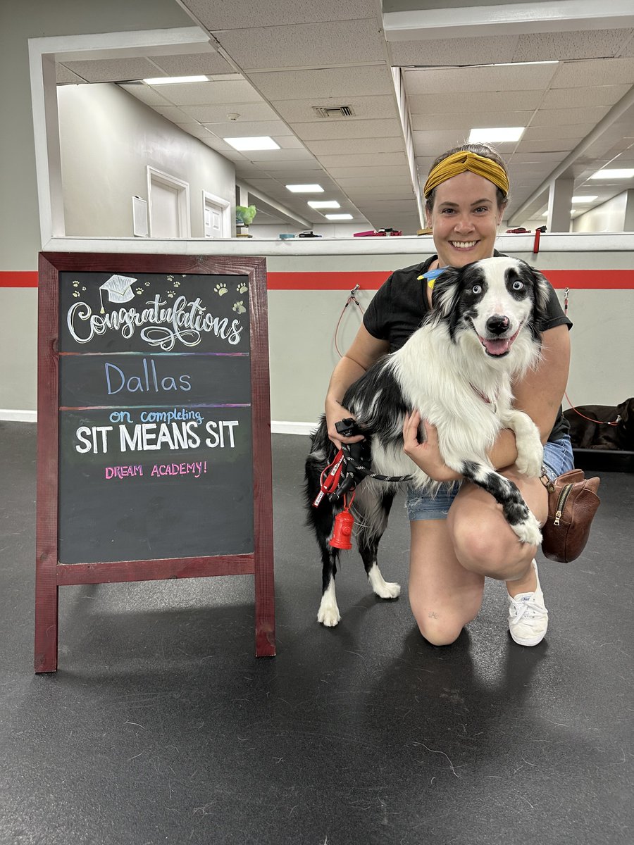 sitmeanssitctny's tweet image. Congratulations to Dallas on your graduation!! Not only is this dog gorgeous and hella smart, but he is also deaf! Keep up the great work Dallas #dogtraininggoals #modelmaterial
