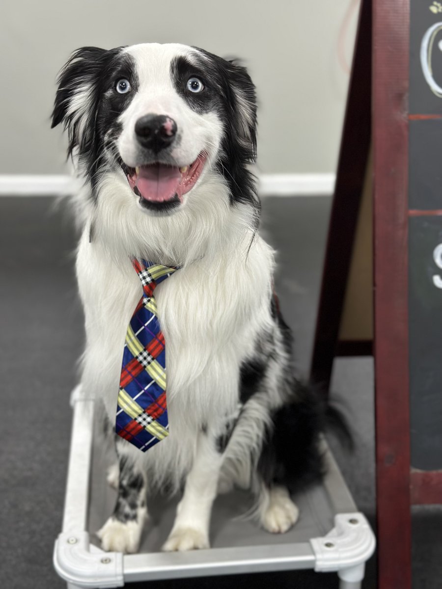 sitmeanssitctny's tweet image. Congratulations to Dallas on your graduation!! Not only is this dog gorgeous and hella smart, but he is also deaf! Keep up the great work Dallas #dogtraininggoals #modelmaterial