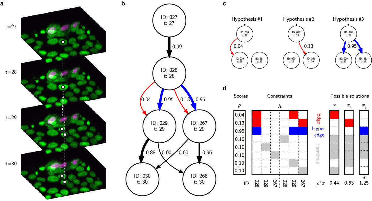 quantumjot's tweet image. We wrote a perspective on &quot;Machine learning enhanced cell tracking&quot;. Huge thanks to @jytinevez and Ko Sugawara for excellent feedback during review!

frontiersin.org/articles/10.33…

#MachineLearning #imagingthefuture #bioimageanalysis