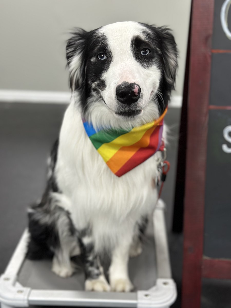 sitmeanssitctny's tweet image. Congratulations to Dallas on your graduation!! Not only is this dog gorgeous and hella smart, but he is also deaf! Keep up the great work Dallas #dogtraininggoals #modelmaterial