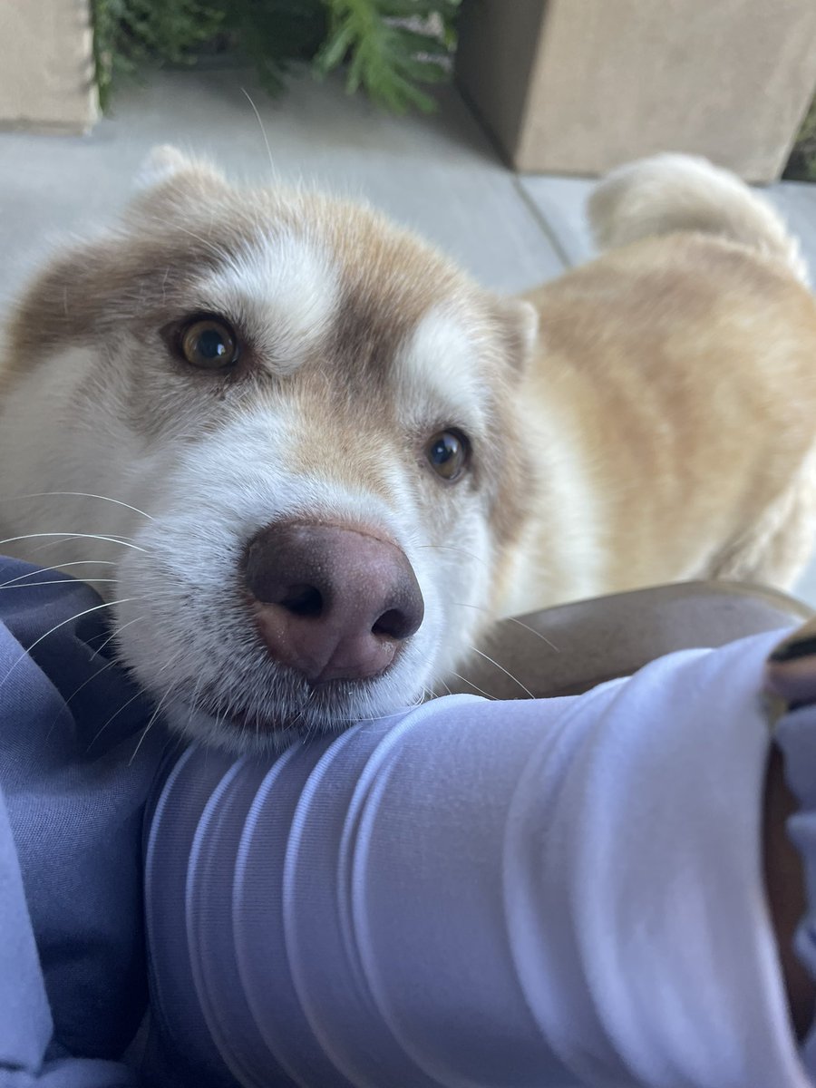 izziepark's tweet photo. @MrBeast my dog korra says she'll spend the money very wisely https://t.co/oUaobKaP5x