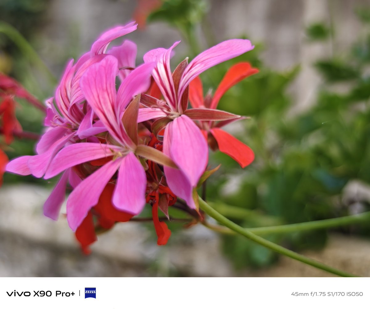 fabrizio_degni's tweet photo. VIVO X90 Pro+, Texture Color mode... first shots.
I really love the final render of the shots βΊοΈ
#vivo #vivox90proplus #vivox90pro #camera #texturecolor #smartphones https://t.co/0bUYPBEscI
