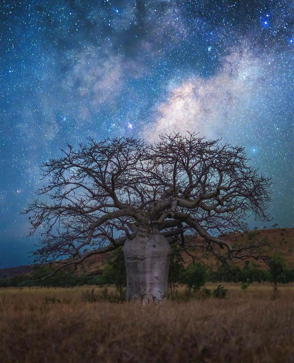 キンバリーのバオバブの木に降り注ぐ天の川✨
パースのキングスパークには、ここから運ばれた樹齢約750年のバオバブの木があります。
今日は七夕✨
たくさんの願いが叶いますように💜
via IG/ thekimberleyaustralia　 📷： ben_broady
australiasnorthwest.com/explore/kimber…
#WAtheDreamState #AustraliasNorthwest