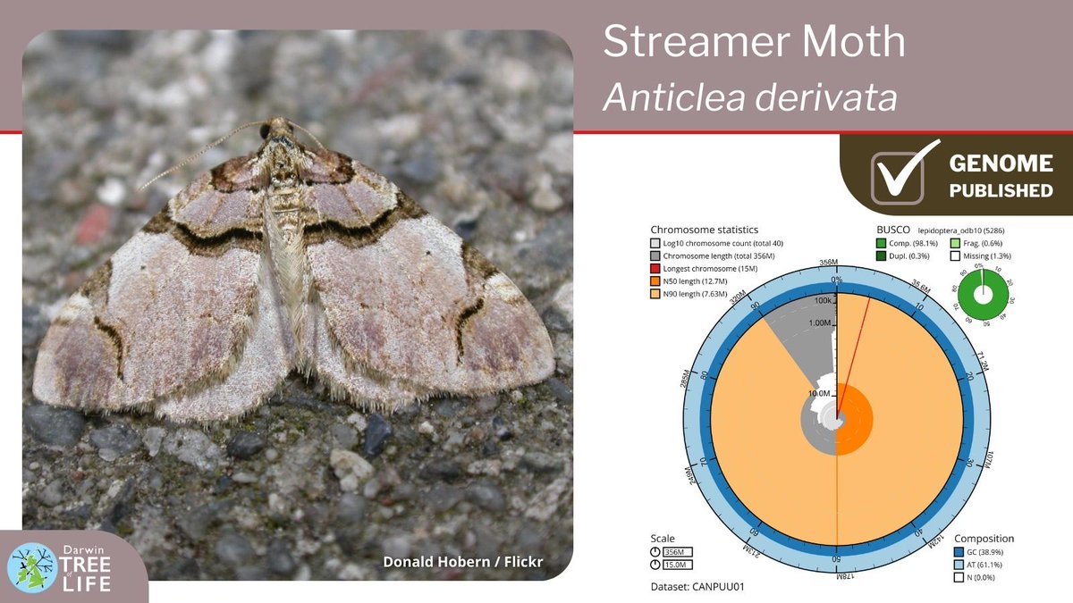 Our latest #DarwinTreeOfLife #GenomeNote: the Streamer 🦋 (Anticlea derivata)

Thanks to @diarsia @GenomeWytham @OxfordBiology @NHM_Science @SangerToL and all who helped generate this #genome🧬  

📑Read more @WellcomeOpenRes:
wellcomeopenresearch.org/articles/8-254