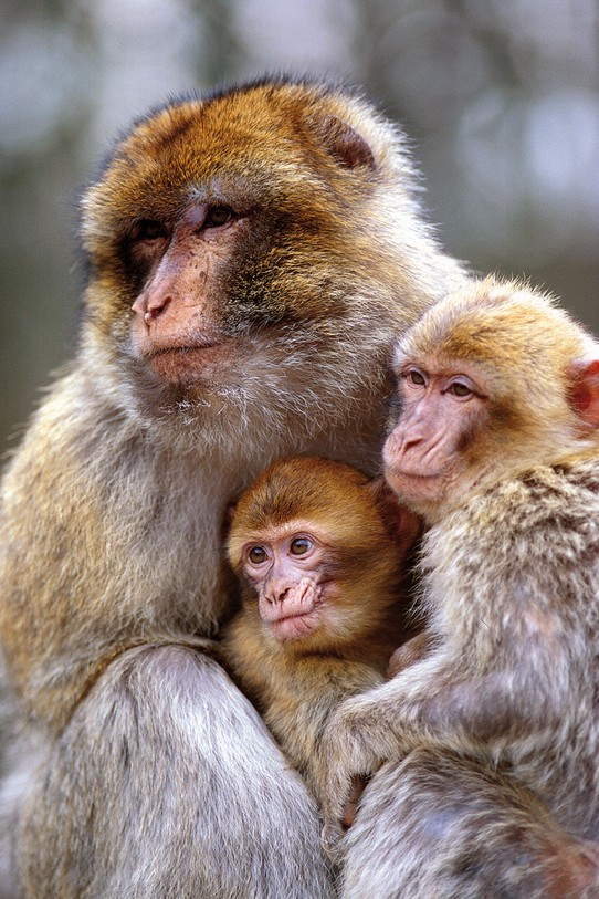 lijuana56's tweet photo. #sendmonkey le macaque de barbarie ou Magot . C'est le seul représentant de la famille des macaques à vivre encore sur le continent Africain. Il vit dans le nord de l'Afrique dans les montagnes du Maroc et de l'Algérie ainsi que sur le rocher de Gibraltar.
1/ https://t.co/r7KUGm6FCL