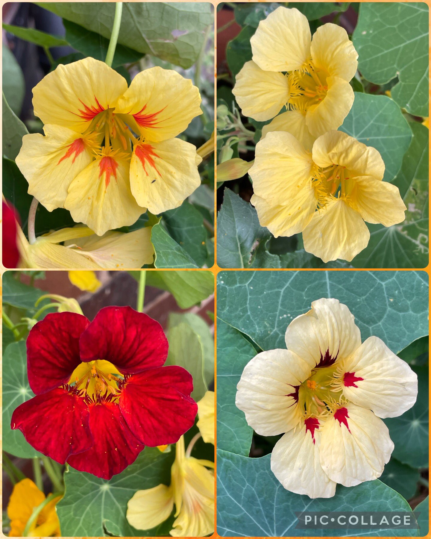 Alison 🧘‍♀️📚🌻🌱 on Twitter "Good morning! For FlowersOnFriday 7.7.23