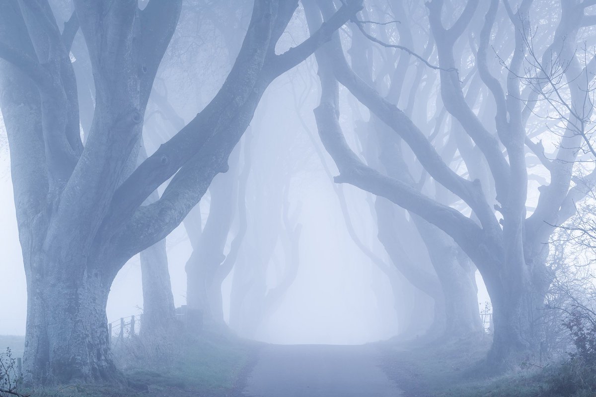 Hardly original but when there is fog around the Dark Hedges it would be rude not to. #northernireland #darkhedges