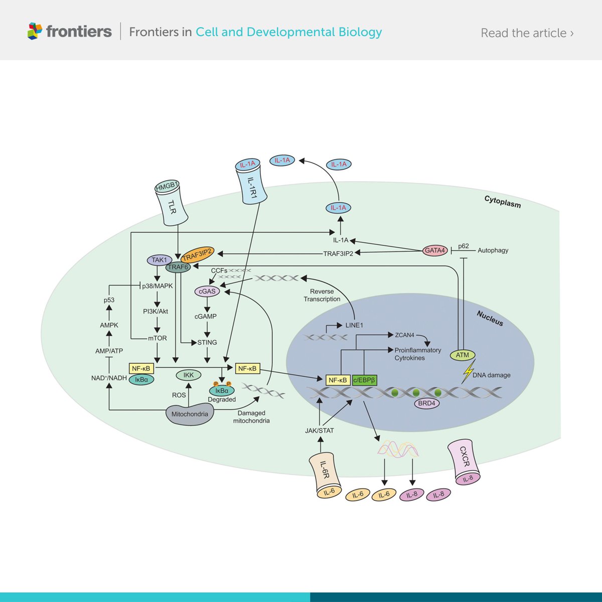 FrontCellDevBio's tweet image. Learn about the mechanisms of cellular senescence by reading Drs. Kumari and Jat&apos;s review here 👇
fro.ntiers.in/ahyR

@ucl #CellDevBio #cellularsenescence #cellcyclearrest #SASP #DDR #DREAMcomplex