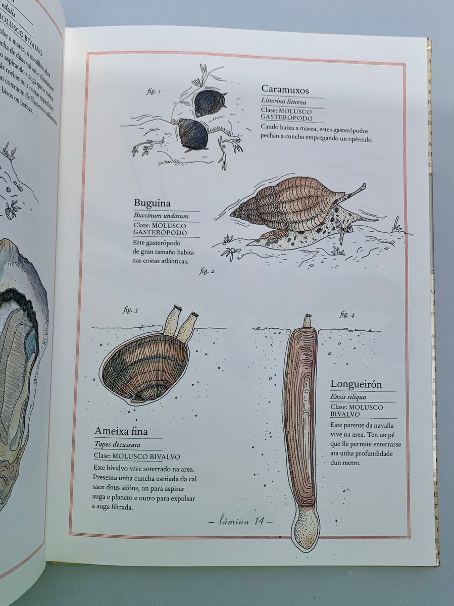 educambcoruna's tweet photo. A nosa recomendación de hoxe!📖😍 “Inventario ilustrado dos mares” de Faktoría K de libros. Escrito por Virginie Aladjidi e ilustrado por Emmanuelle Tchoukriel. Recolle 100 especies mariñas, ilustradas con gran precisión e acompañadas dunha descrición breve de cada unha. #Coruña https://t.co/nkmsbPe9kS