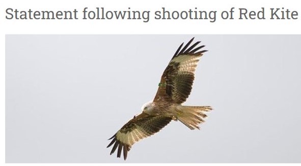 RaptorPersUK's tweet photo. Red kite shootings: statement from North York Moors National Park Authority.

https://t.co/BzUB27sonV https://t.co/oZ2HBUScw9