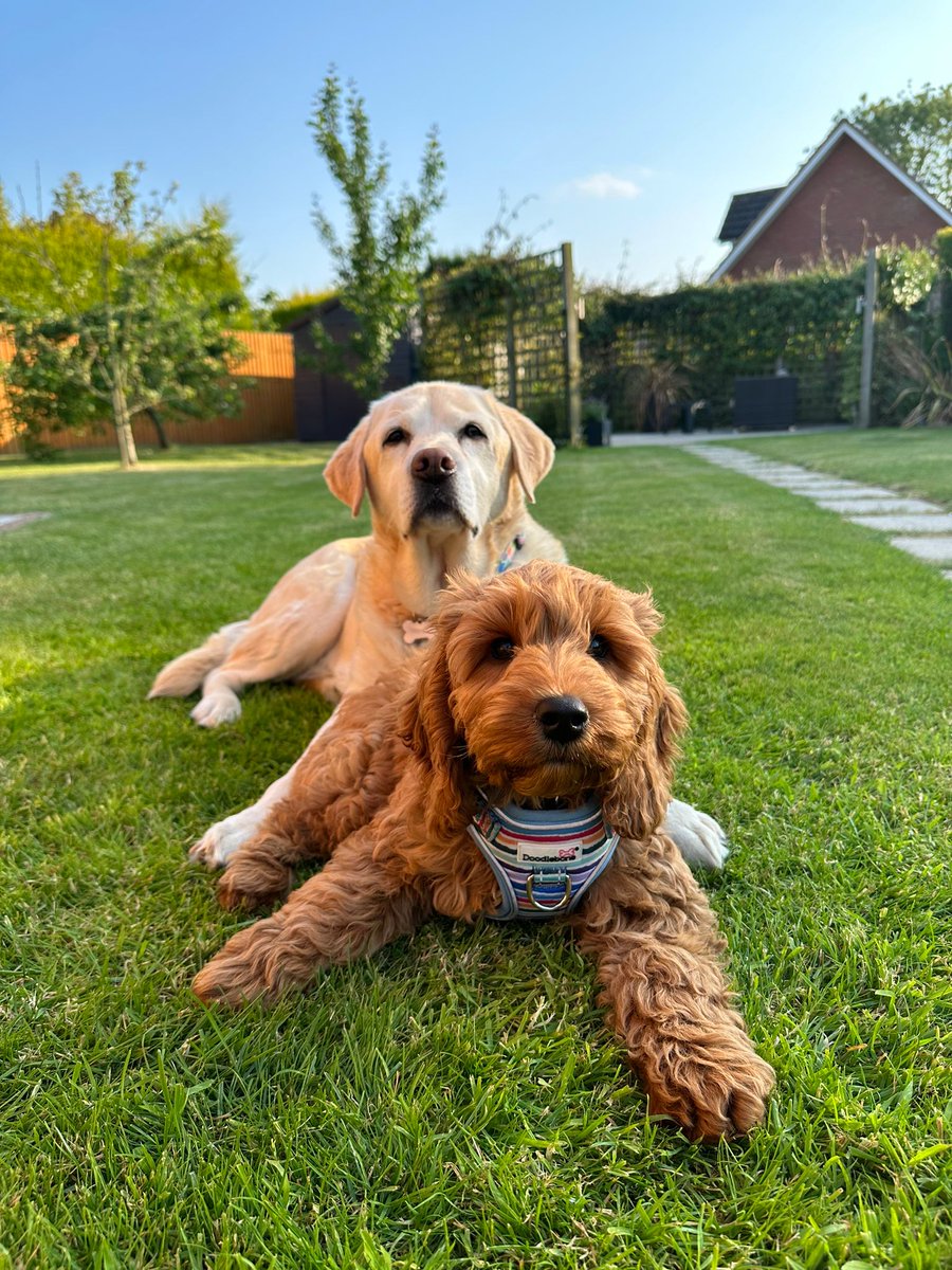 Happy 13th Birthday to Poppy the labrador, seen here with Winston, <a href="/ExpressFM/">Portsmouth’s Express FM</a> <a href="/PaulSwampyMarsh/">Paul Marsh 💙</a> <a href="/DazHaleWM/">Daz Hale BBC Radio WM</a> <a href="/gemmaraggett/">Gemma Raggett</a> <a href="/dazzlergamblen/">Darren Gamblen</a> <a href="/toniearlybird/">Toni McDonald</a> <a href="/theandrewe/">Andrew Easton</a> <a href="/katejustice/">Kate Justice</a> <a href="/bobbeech/">Bob Beech</a> <a href="/Phishandwhoosh/">Compressors &Washers</a> @sophiemokler <a href="/slowhandtrap/">Mark Trapani</a>. She loves #ExpressFloorFillers, @connormoseleyx.